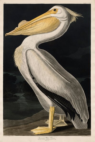 Amerikaanse Witte Pelikaan, 1836 door John James Audubon